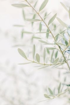 leaves of an olive