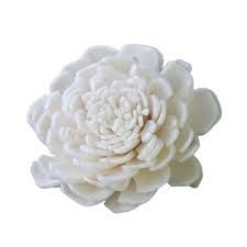 real flower png - Google Search