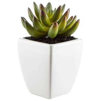 Green Succulent Plant Potted in Soil | Hobby Lobby | 594994