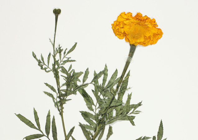 A Marigold of Mother ~ Herbaria 3.0