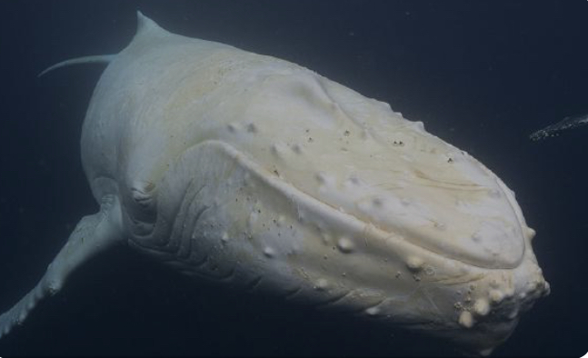 white (humpback) whale