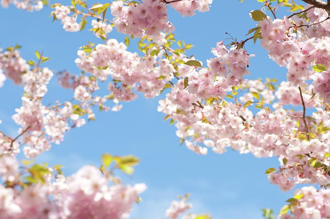 Pink Cherry Blossoms Blue Sky by Martin Wahlborg