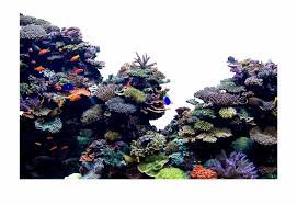 coral reef png - Google Search