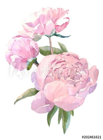 Watercolor illustration vintage bouquet of flowers, peonies. Hand drawn illustration isolated on white background - Buy this stock illustration and explore similar illustrations at Adobe Stock | Adobe Stock