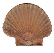brown seashells - Google Search