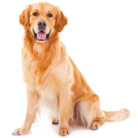 Golden Retriever Dog Breed Information | Temperament & Health