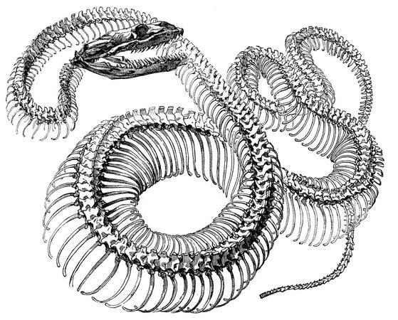 Rattlesnake skeleton drawing