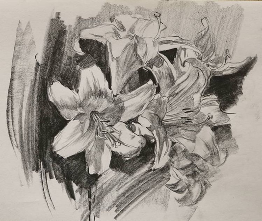 lily flower sketch