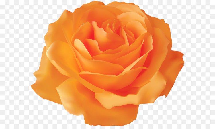 orange-rose-transparent-png-clip-art-image-5a1c3e4967e441.5896878215118003934255.jpg (900×540)