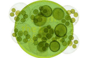 algae png – Google Sök