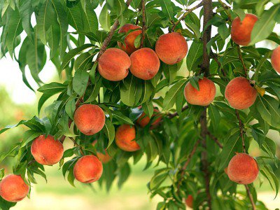 peach-tree.jpg (400×300)