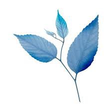 blue leaves png - Google Search