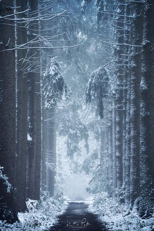 Martin Podt Photography - Winter Forest