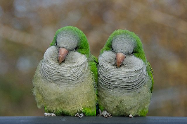 Quaker-Parrot-Birds.jpg (640×427)