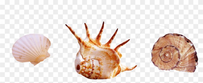 310-3106824_seaside-clipart-seashell-real-sea-creatures-png-transparent.png (840×345)