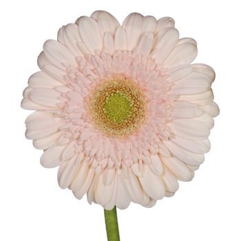 Hint of Blush Gerbera Daisy Flower | FiftyFlowers.com