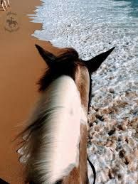 aesthetic horseback riding - Google Search