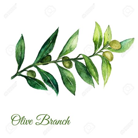 42420724-vector-watercolor-hand-drawn-olive-branch-illusration-with-green-leaves-on-white-background-eps10.jpg (1300×1300)