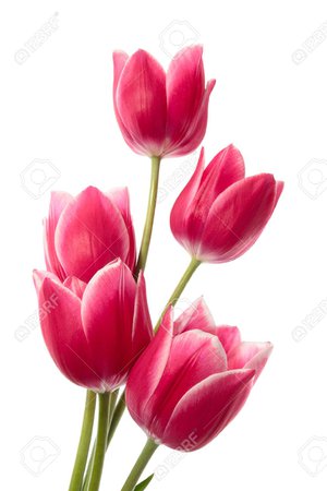 flowers with white background - Google Search