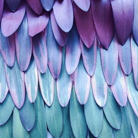 blue & purple feathers