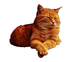 cias pngs // orange cat