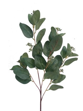 Dark Seeded Eucalyptus Leaves