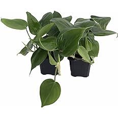 Amazon.com : Heart Leaf Philodendron cordatum - 2 Plants - World's Easiest Houseplant-3" Pots : Patio, Lawn & Garden