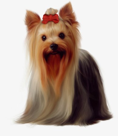 Long-haired Dog Wearing A Bow, Dog Clipart, Bow Clipart, Puppy PNG Image and Clipart for Free Download