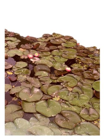 lily pads pond nature png water background