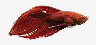 betta fish png - Google Search