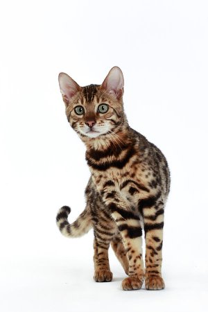 Studio Shoot Of Bengal Cats, White Background by Agency Animal Picture