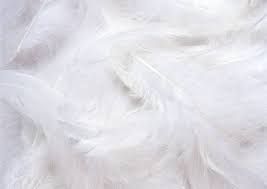 feathers background - Google Search