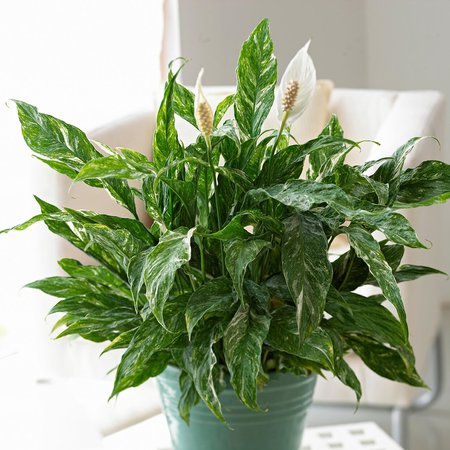 These 6 Popular Houseplants Symbolize Luck, Gratitude, and More | Better Homes & Gardens