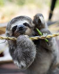 sloth - Google Search