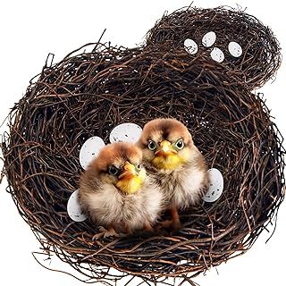 Amazon.com: Bird Nest