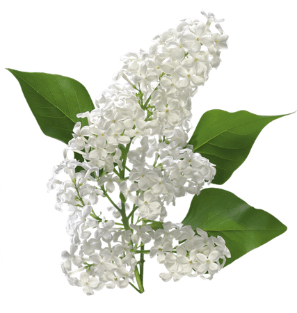 white lilac png