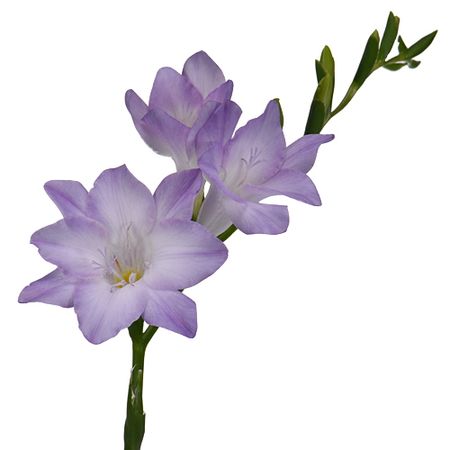 Lavender Freesia Flower | FiftyFlowers.com