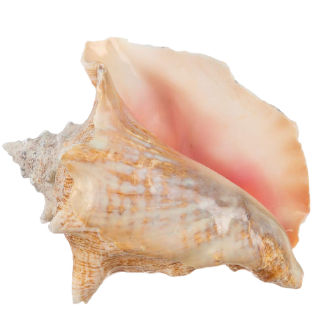 conch shell