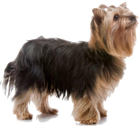 Yorkie Dog Puppy Png Cute