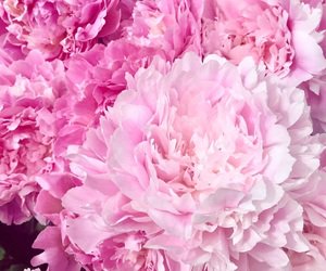75 images about 桃色 pink on We Heart It | See more about pink, girly and flowers
