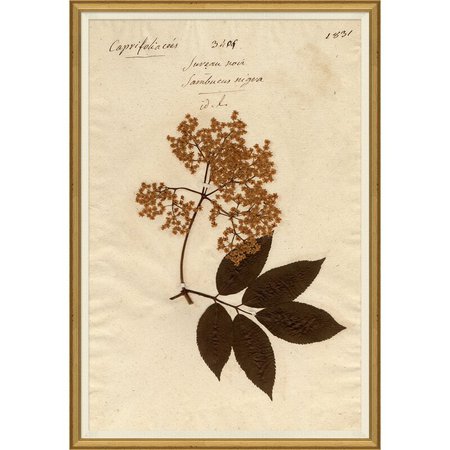 Soicher-Marin 'Herbarium' Picture Frame Drawing Print | Perigold