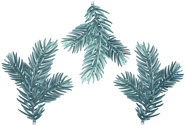 Pine Branch Clipart