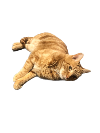 Fred orange tabby cat cats