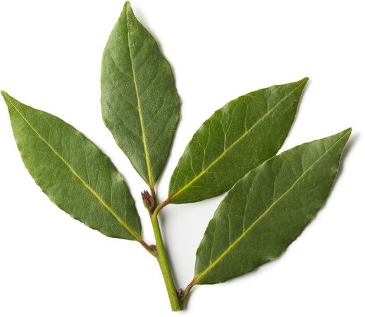 leafy stem