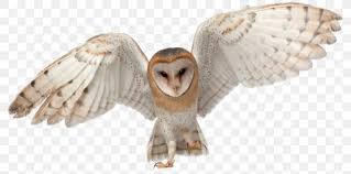 barn owl flying png - Google Search