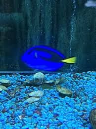 fish pet dory - Google Search