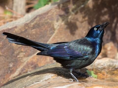 Male Grackle