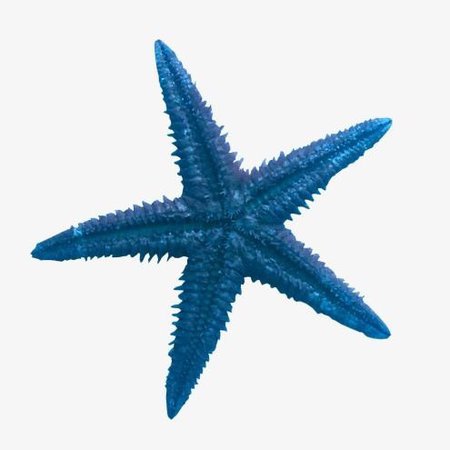 blue starfish