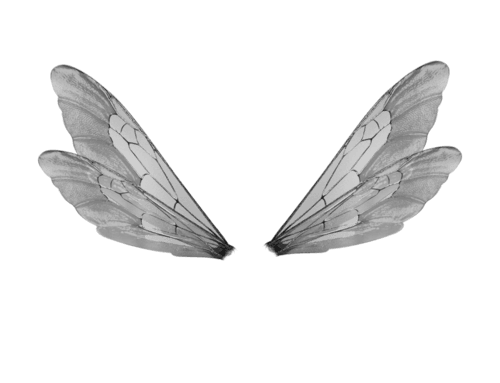 grey fairy wings PNG