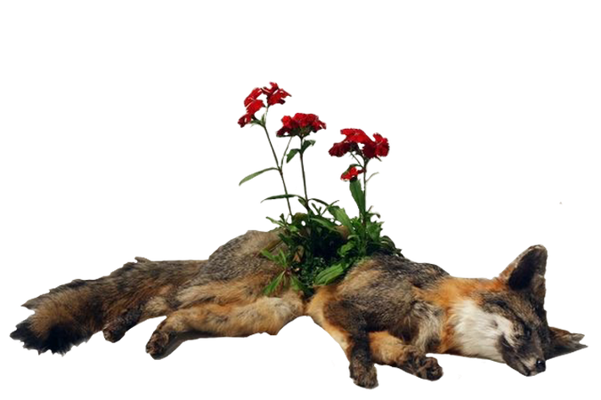 flower fox
